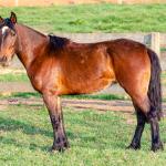 LOTE 011 - NIAZZI TARRAFA