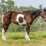 LOTE 008 - INDIAN BLACK CODY