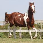 LOTE 008 - ROVER TARI CAT YBJ