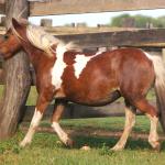 LOTE 014 - PAMPINHA