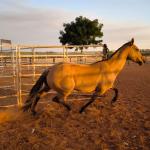 LOTE 014 - DAKOTA BARS LADY