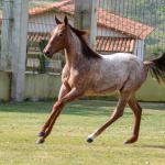 LOTE 003 - JACK DOC BEE