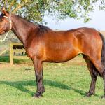 LOTE 002 - JOIA DA CAPIVARA