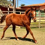 LOTE 007 - KING ROOSTER OLENA