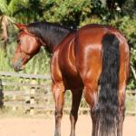 LOTE 019 - EMBRIÃO EFETIVADO - ALLOT PEP DUN IT x SUNSHINE REAL