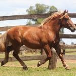 LOTE 009 - GALANTE