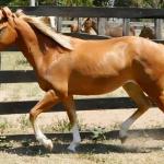 LOTE 002 - GUNNERS CHEX
