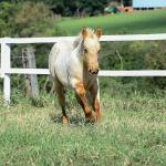 LOTE 019 - LAST BET VRA