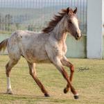 LOTE 007 - JACK KEYS