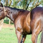 LOTE 008 - INDIAN BOONSMAL SN