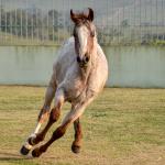 LOTE 007 - JACK KEYS