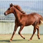 LOTE 020 - SPORTIN BLUE BOON