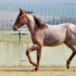 LOTE 003 - JACK DOC BEE