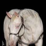 LOTE 020 - CANDY CHEX GUN