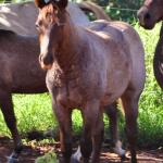 LOTE 022 - ZEUS BET CAT CDA