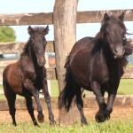 LOTE 018 - JUJUBA