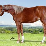 LOTE 003 - WHIZ PG GRAY Z