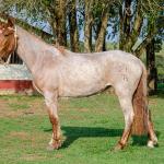 LOTE 016 - JARARACA DA CAPIVARA