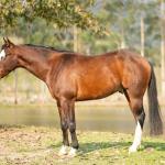 LOTE 020 - BEN STARLIGHT GUN