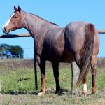 LOTE 002 - INDUTORA PISTOL AJS
