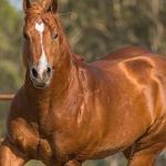 LOTE 042 - VPJ MAJESTIC CAT (Cobeturas)