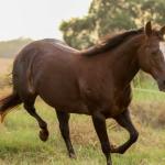 LOTE 001 - VICTORIA LENADOC ESF (2x1)