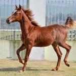 LOTE 020 - SPORTIN BLUE BOON