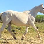 LOTE 010 - CHIQUINHA PISTOL (2x1)