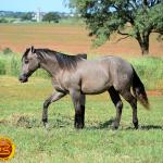 LOTE 021 - SMART PISTOL REY B3