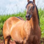 LOTE 010 - CHIQUINHA PISTOL (2x1)