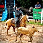 LOTE 016 - EXTRA DOS