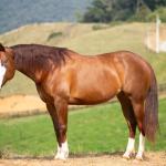LOTE 002 - MIALENA GUN H2M (VENTRE LIVRE)