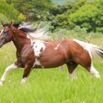 LOTE 013 - HILL TOPFLYER HSA