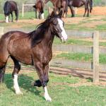 LOTE 013 - BELLE OCASION
