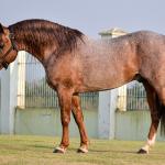 LOTE -100 - JACK DUAL KEYS RM (COBERTURA)