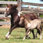LOTE 002 - ESTRELA