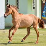 LOTE 009 - MAMA ZORRERO KEYS