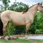 LOTE 005 - DANSARINA DO NORTE VELHO (2x1)