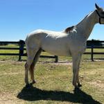 LOTE 009 - HIGH BELLA MG2