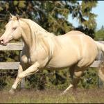LOTE 007 - WHITE IN EXCESS DAN