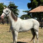 LOTE 009 - HIGH BELLA MG2