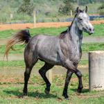 LOTE 007 - ALMA BEST GUN