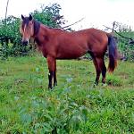 LOTE 019 - CANÁRIO DOS IPÊS