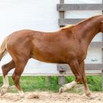 LOTE 018 - FANTASMA ESM DA PPMP