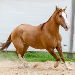 LOTE 016 - CALIBRE ESM DA PPMP