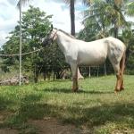 LOTE 016 - PEPITA TROUBLE JAY