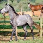 LOTE 007 - ALMA BEST GUN