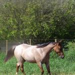 LOTE 018 - PEROLA MISTERCAT CDA