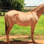 LOTE 018 - MARLBORO