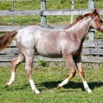 LOTE 009 - WHIZ LITTLE CHOICE